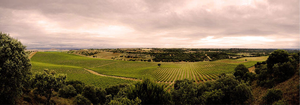 Bodegas Fariña