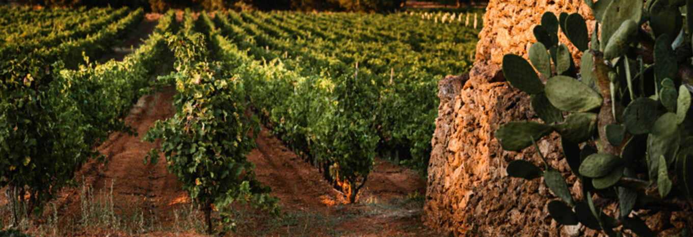 Cantine San Marzano