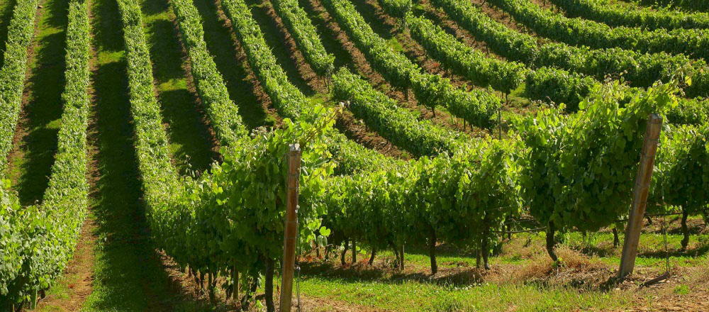 Bodegas Terras Gauda