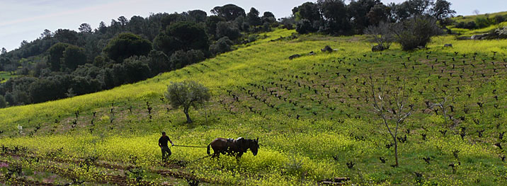 Bodegas y Viñedos Bernabeleva