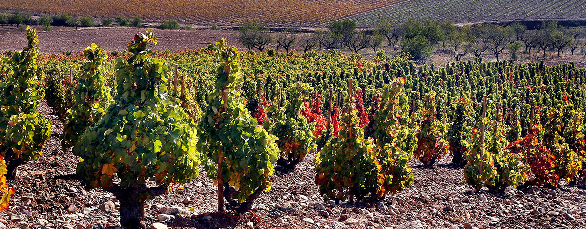 Bodegas Palacios Remondo