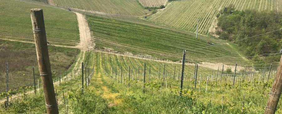 Vigneti Massa