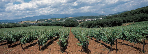 Bodegas Tionio