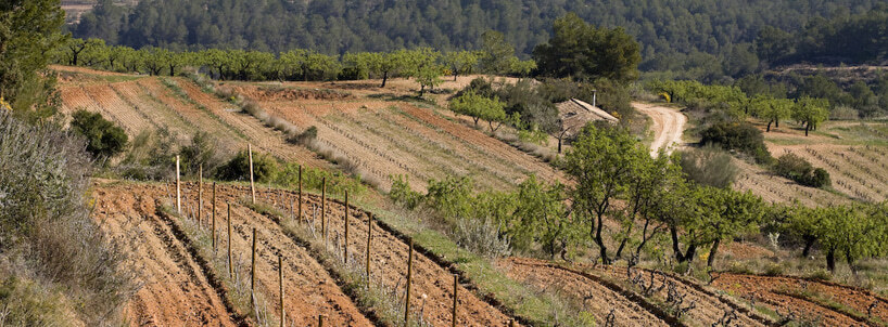 Vinyes d'en Gabriel