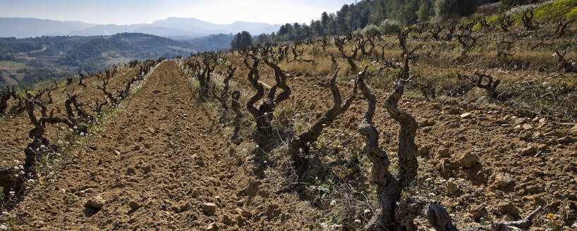 Vinyes d'en Gabriel