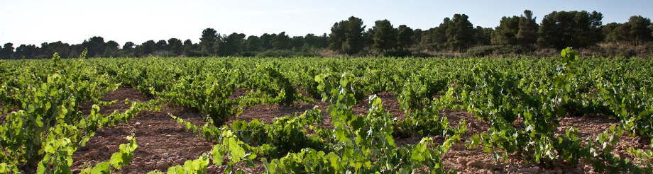 Bodegas Castaño