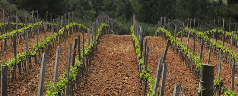 Celler Bàrbara Forés