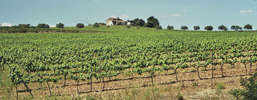 Celler Finca Parera